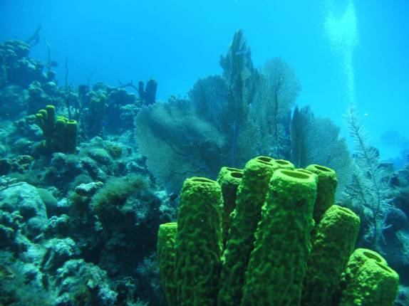 Formações de coral em Three Trees, em Grand Cayman, nas Ilhas Caiman